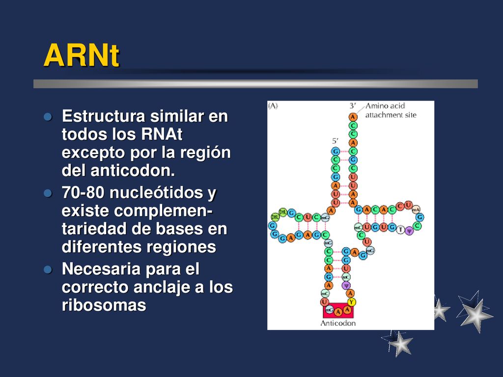 ARNt Estructura similar en todos los RNAt excepto por la región del anticodon.