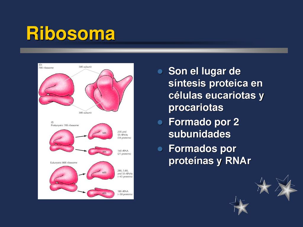 Ribosoma Son el lugar de síntesis proteica en células eucariotas y procariotas. Formado por 2 subunidades.