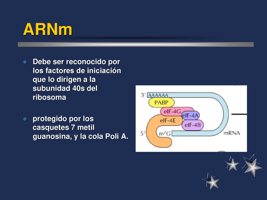 ARNm Debe ser reconocido por los factores de iniciación que lo dirigen a la subunidad 40s del ribosoma.