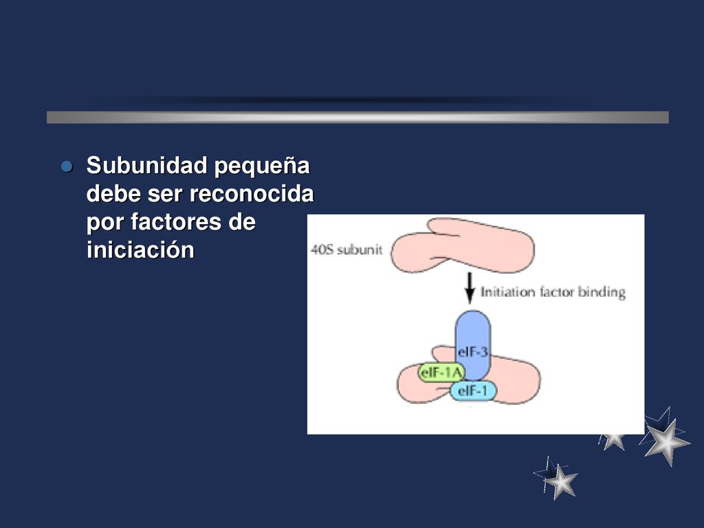 Subunidad pequeña debe ser reconocida por factores de iniciación