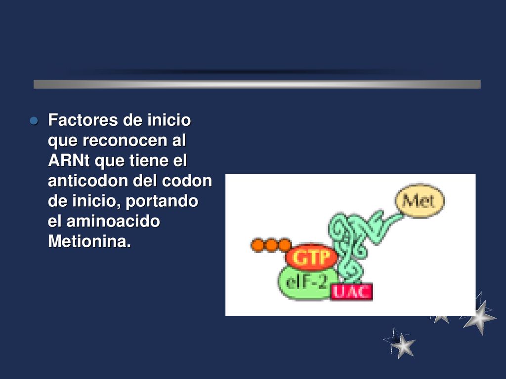 Factores de inicio que reconocen al ARNt que tiene el anticodon del codon de inicio, portando el aminoacido Metionina.