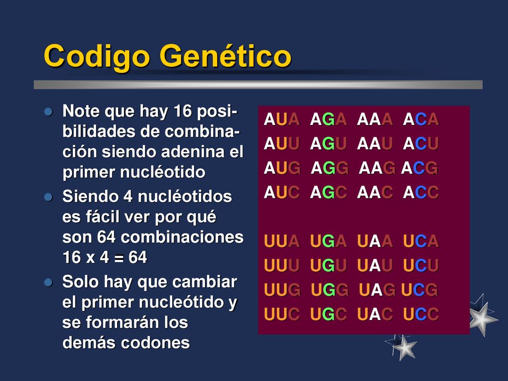 Codigo Genético Note que hay 16 posi-bilidades de combina-ción siendo adenina el primer nucléotido.