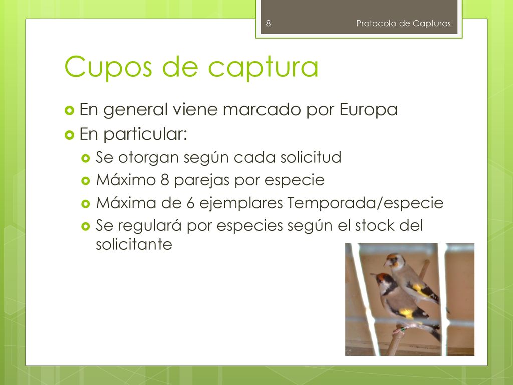 Cupos de captura En general viene marcado por Europa En particular: