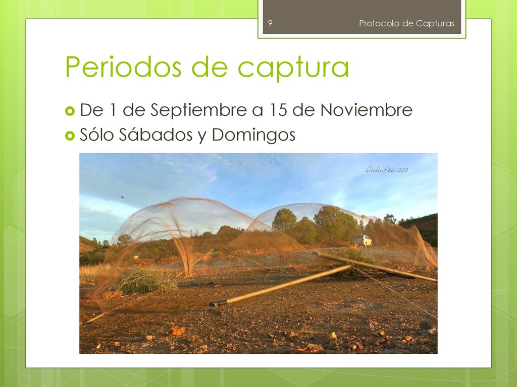 Periodos de captura De 1 de Septiembre a 15 de Noviembre