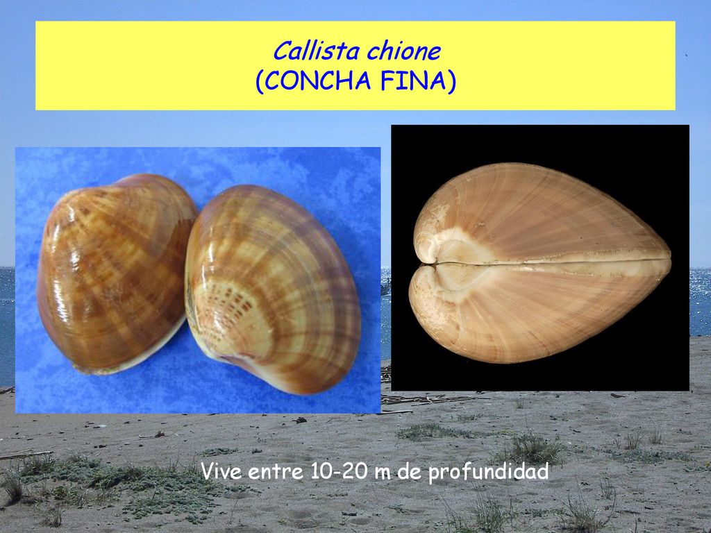 Callista chione (CONCHA FINA)