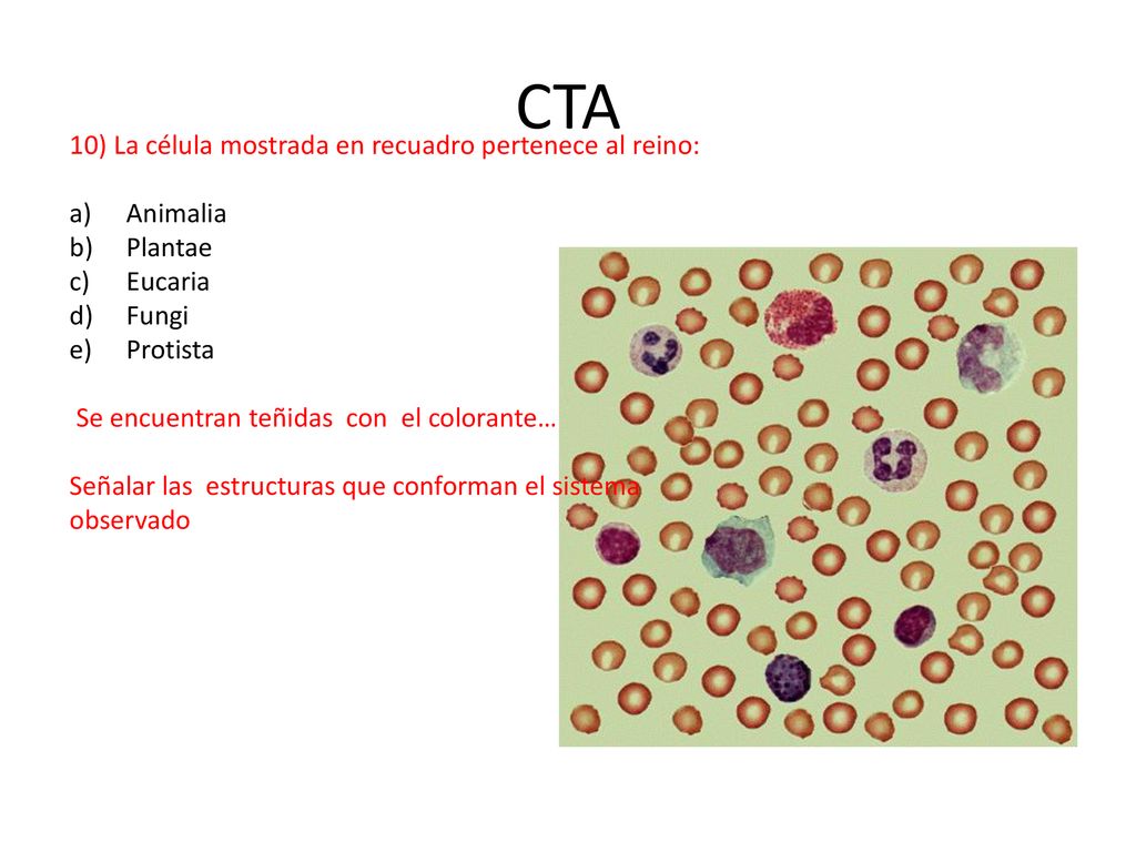 CTA 10) La célula mostrada en recuadro pertenece al reino: Animalia
