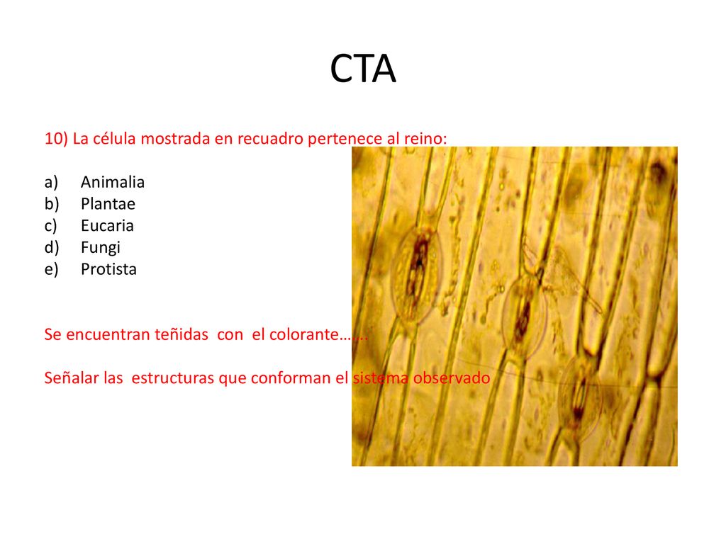 CTA 10) La célula mostrada en recuadro pertenece al reino: Animalia