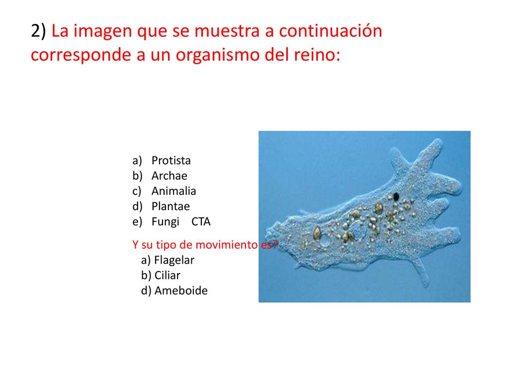 2) La imagen que se muestra a continuación corresponde a un organismo del reino: