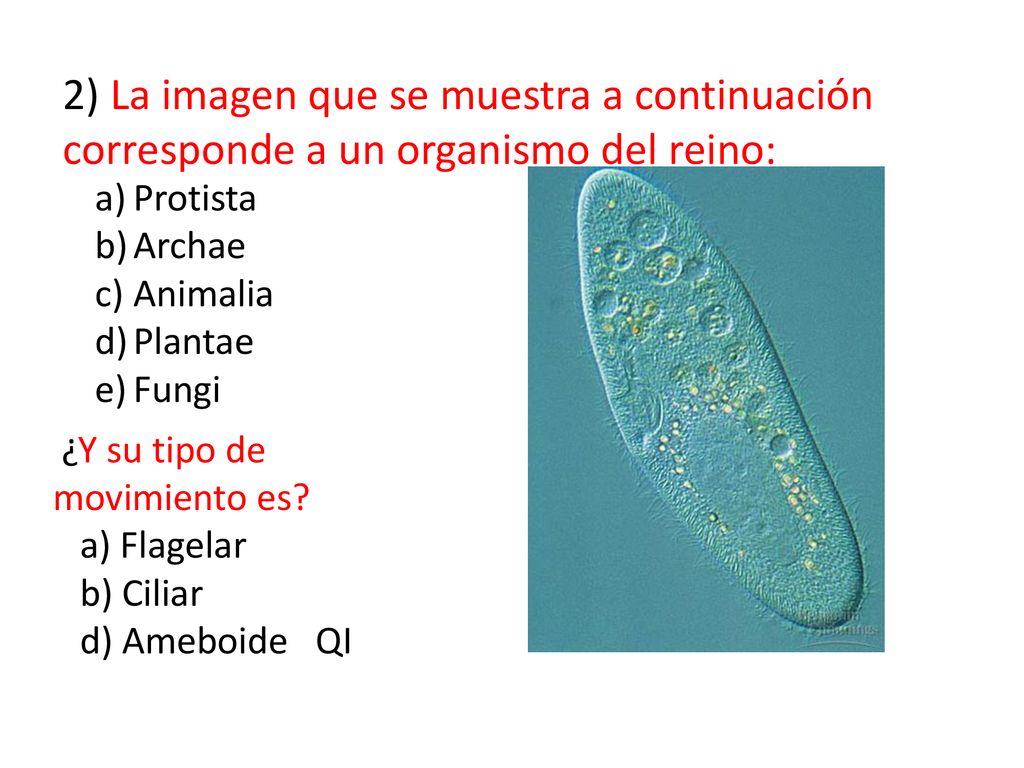 2) La imagen que se muestra a continuación corresponde a un organismo del reino: