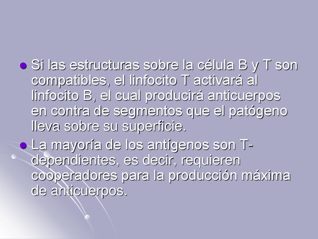 Si las estructuras sobre la célula B y T son compatibles, el linfocito T activará al linfocito B, el cual producirá anticuerpos en contra de segmentos que el patógeno lleva sobre su superficie.