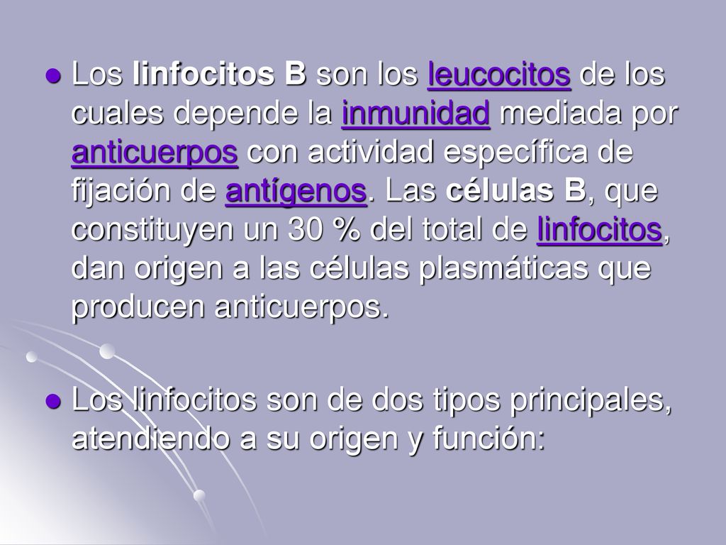 Los linfocitos B son los leucocitos de los cuales depende la inmunidad mediada por anticuerpos con actividad específica de fijación de antígenos. Las células B, que constituyen un 30 % del total de linfocitos, dan origen a las células plasmáticas que producen anticuerpos.