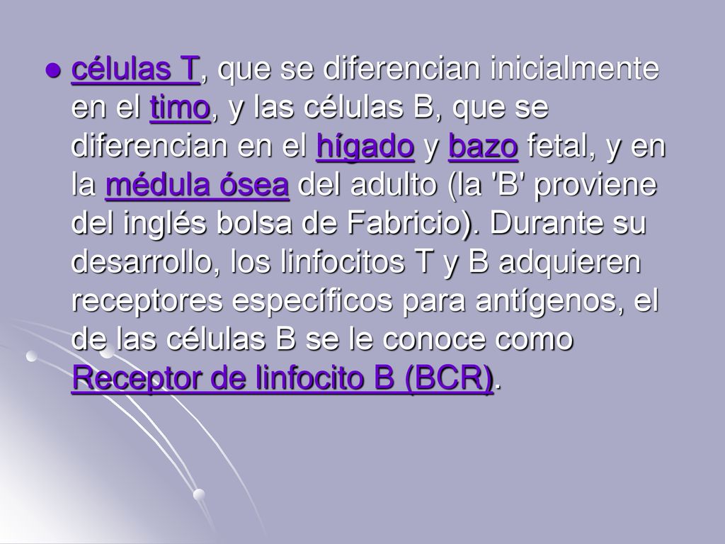 células T, que se diferencian inicialmente en el timo, y las células B, que se diferencian en el hígado y bazo fetal, y en la médula ósea del adulto (la B proviene del inglés bolsa de Fabricio).