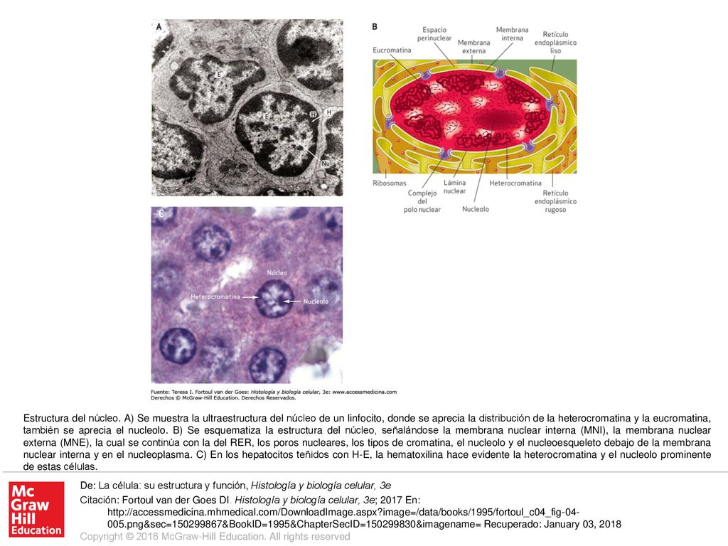 Estructura del núcleo. A) Se muestra la ultraestructura del núcleo de un linfocito, donde se aprecia la distribución de la heterocromatina y la eucromatina, también se aprecia el nucleolo. B) Se esquematiza la estructura del núcleo, señalándose la membrana nuclear interna (MNI), la membrana nuclear externa (MNE), la cual se continúa con la del RER, los poros nucleares, los tipos de cromatina, el nucleolo y el nucleoesqueleto debajo de la membrana nuclear interna y en el nucleoplasma. C) En los hepatocitos teñidos con H-E, la hematoxilina hace evidente la heterocromatina y el nucleolo prominente de estas células.