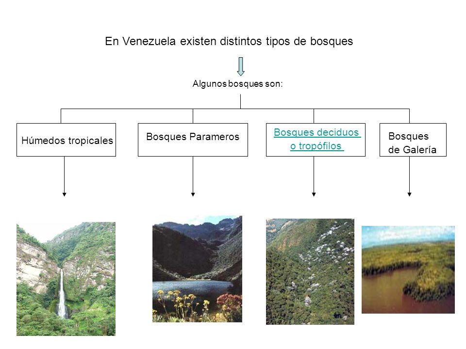 En Venezuela existen distintos tipos de bosques