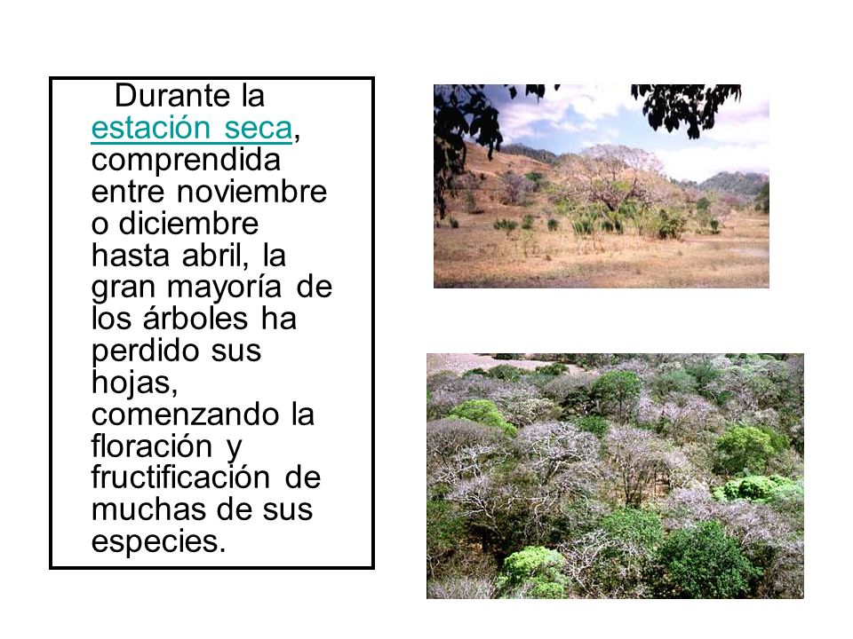 Durante la estación seca, comprendida entre noviembre o diciembre hasta abril, la gran mayoría de los árboles ha perdido sus hojas, comenzando la floración y fructificación de muchas de sus especies.