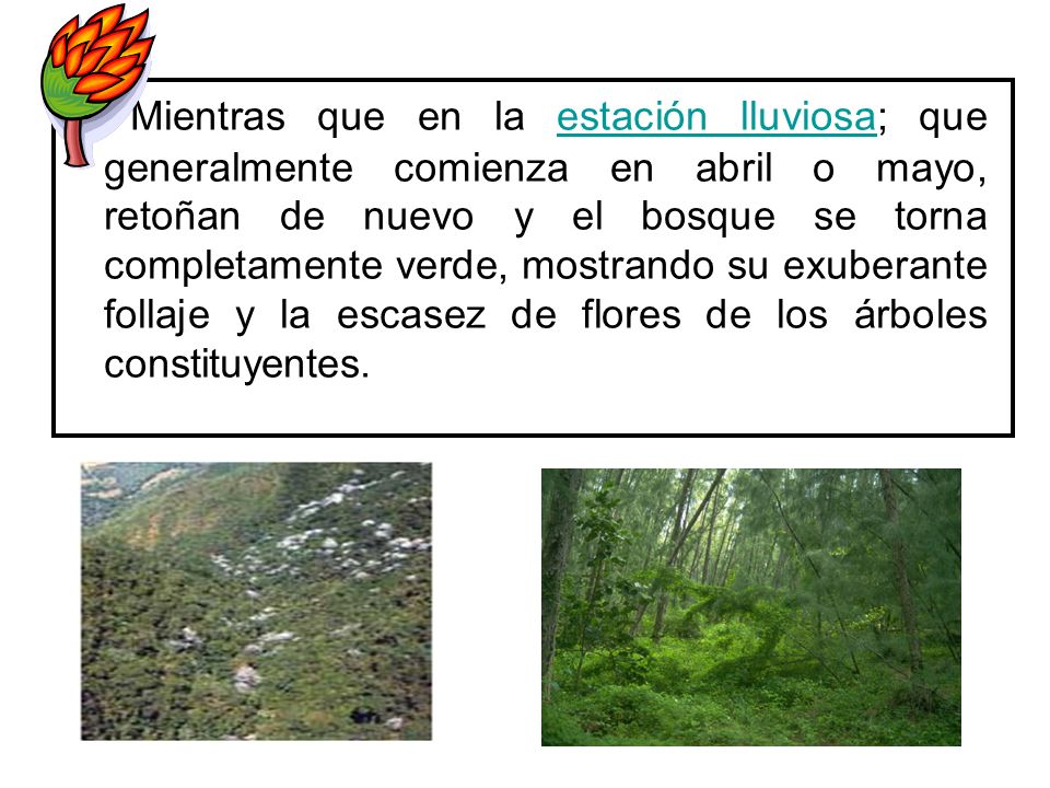 Mientras que en la estación lluviosa; que generalmente comienza en abril o mayo, retoñan de nuevo y el bosque se torna completamente verde, mostrando su exuberante follaje y la escasez de flores de los árboles constituyentes.
