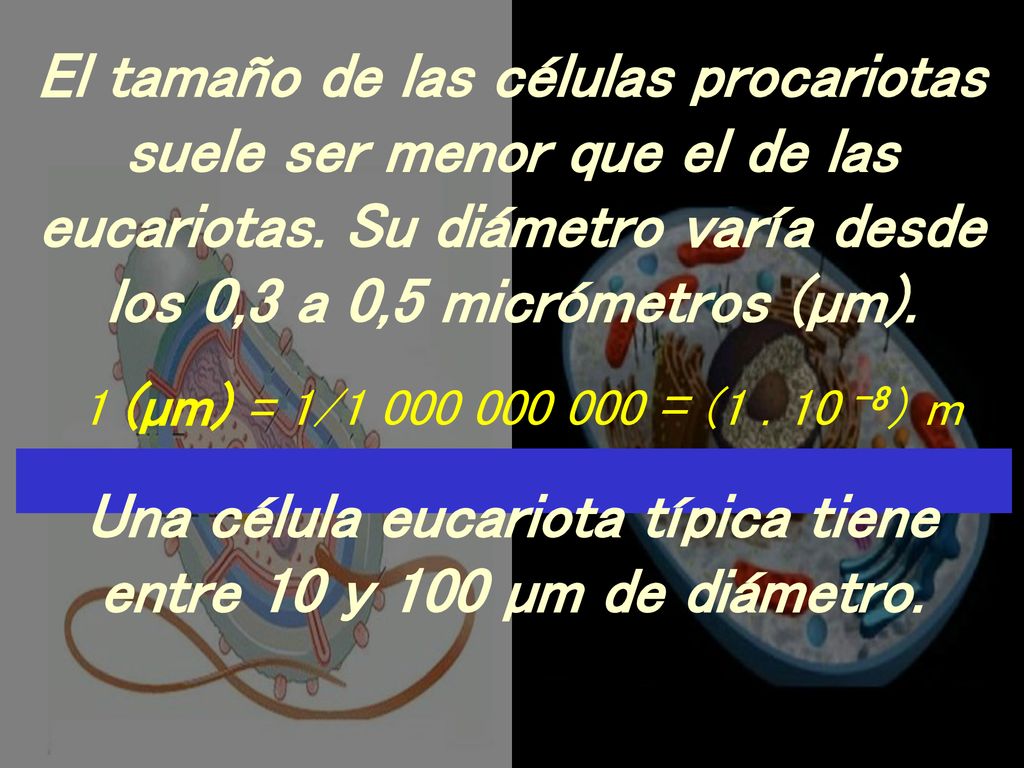 Una célula eucariota típica tiene entre 10 y 100 µm de diámetro.