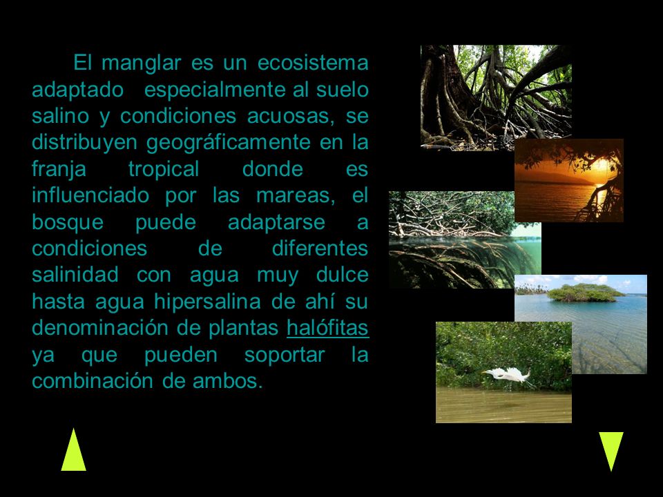 El manglar es un ecosistema adaptado especialmente al suelo salino y condiciones acuosas, se distribuyen geográficamente en la franja tropical donde es influenciado por las mareas, el bosque puede adaptarse a condiciones de diferentes salinidad con agua muy dulce hasta agua hipersalina de ahí su denominación de plantas halófitas ya que pueden soportar la combinación de ambos.