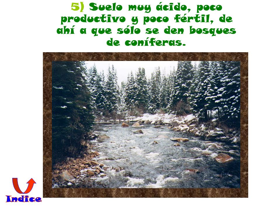 5) Suelo muy ácido, poco productivo y poco fértil, de ahí a que sólo se den bosques de coníferas.