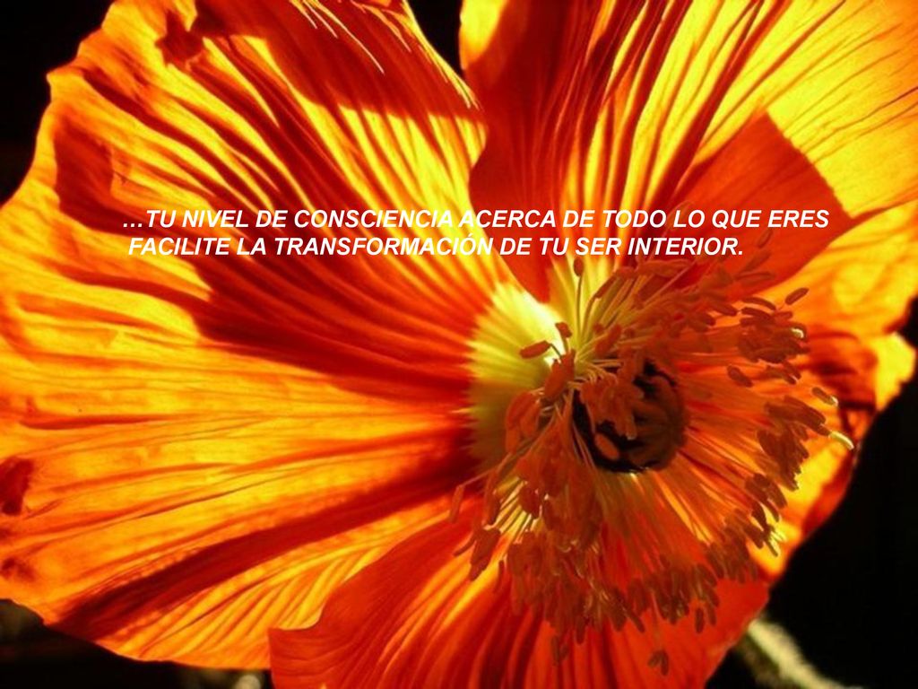 …TU NIVEL DE CONSCIENCIA ACERCA DE TODO LO QUE ERES