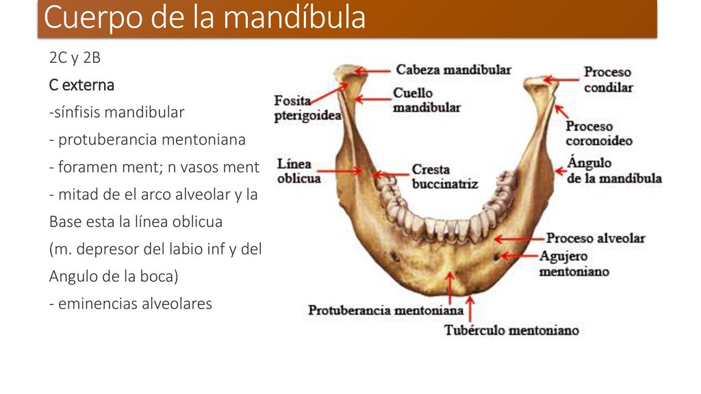 Cuerpo de la mandíbula 2C y 2B C externa -sínfisis mandibular