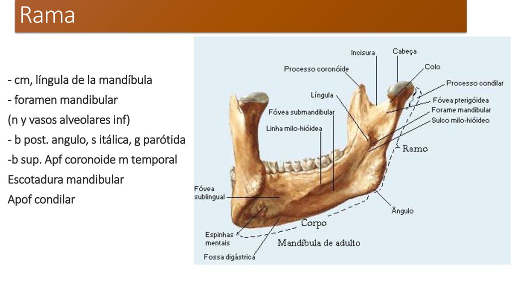 Rama - cm, língula de la mandíbula - foramen mandibular