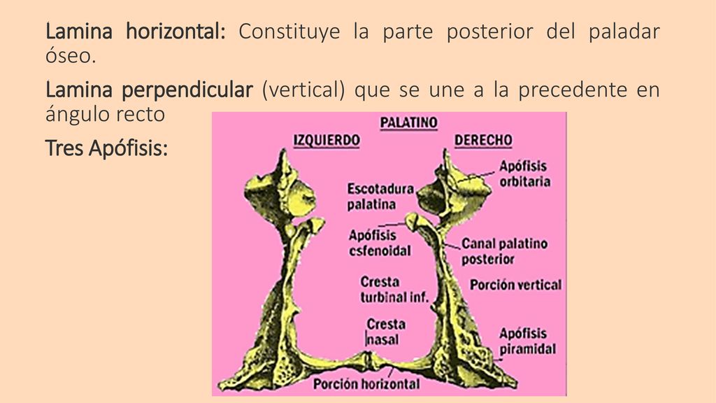 Lamina horizontal: Constituye la parte posterior del paladar óseo.