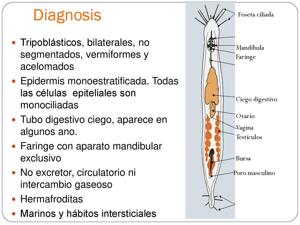 Diagnosis Foseta ciliada. Tripoblásticos, bilaterales, no segmentados, vermiformes y acelomados.