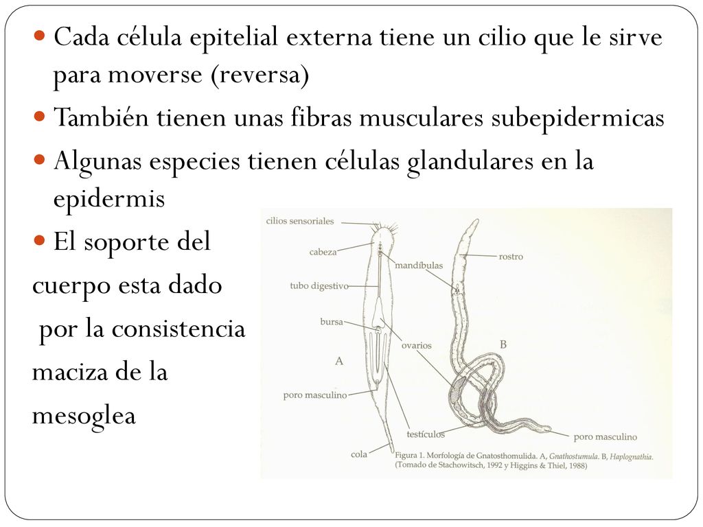 Cada célula epitelial externa tiene un cilio que le sirve para moverse (reversa)
