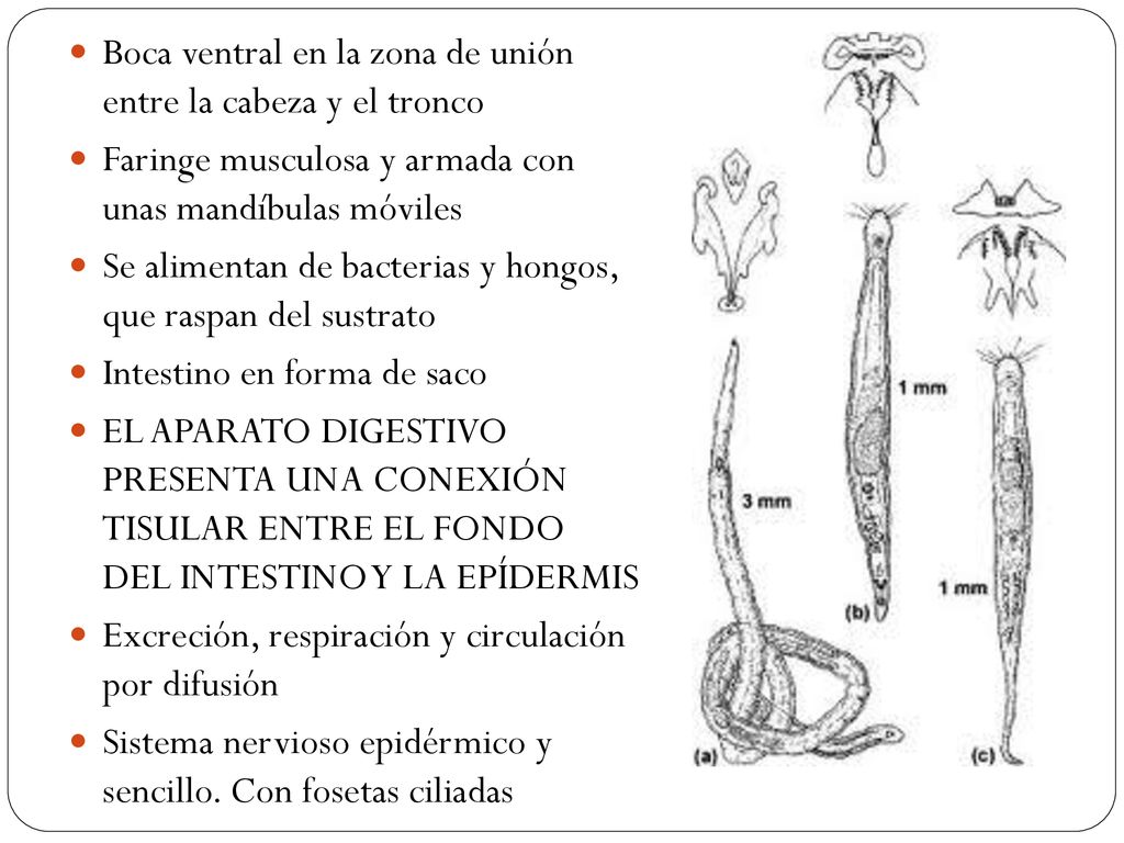 Boca ventral en la zona de unión entre la cabeza y el tronco