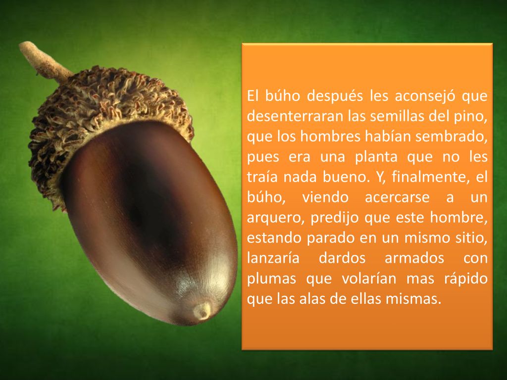 El búho después les aconsejó que desenterraran las semillas del pino, que los hombres habían sembrado, pues era una planta que no les traía nada bueno.