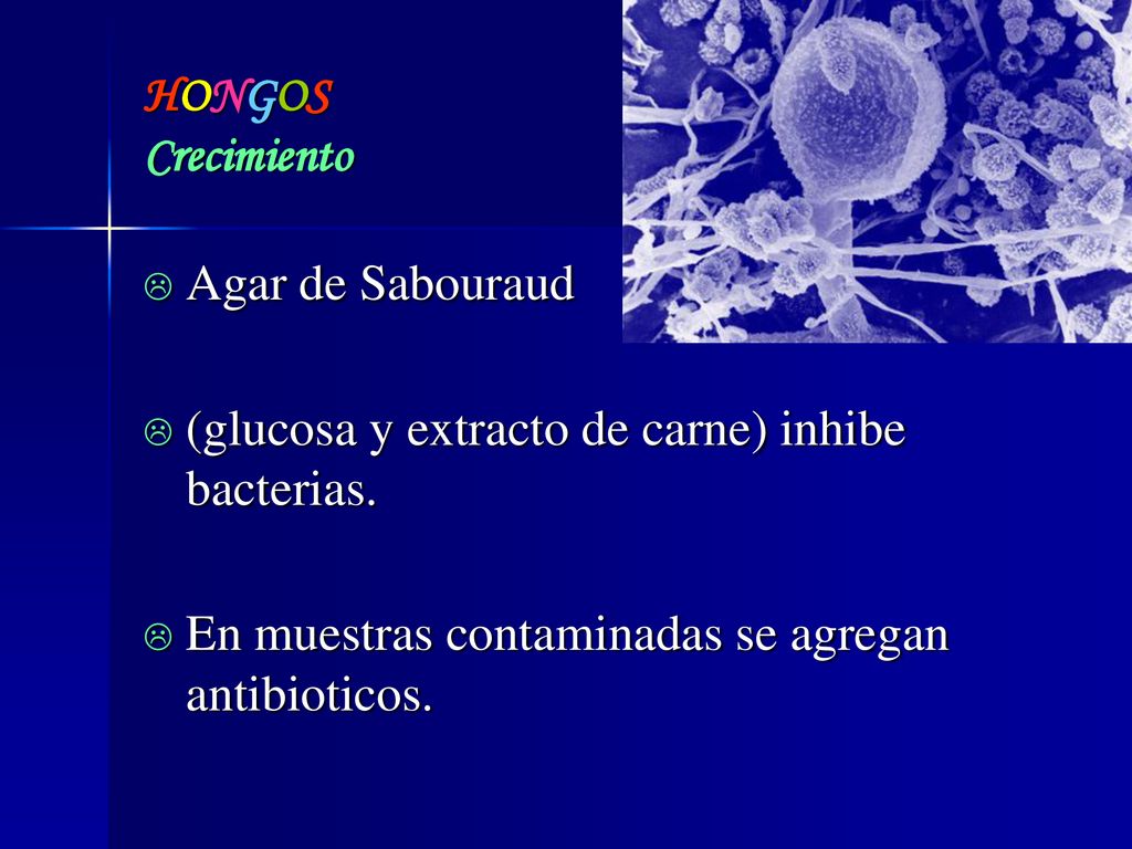 HONGOS Crecimiento Agar de Sabouraud. (glucosa y extracto de carne) inhibe bacterias.