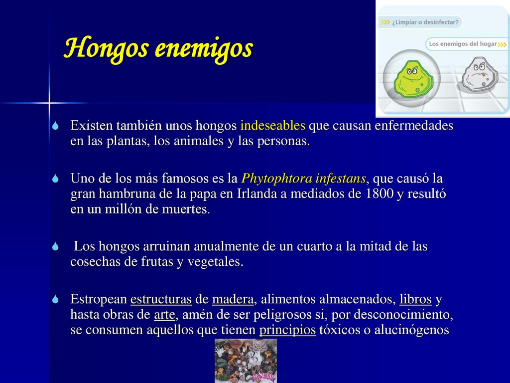 Hongos enemigos Existen también unos hongos indeseables que causan enfermedades en las plantas, los animales y las personas.
