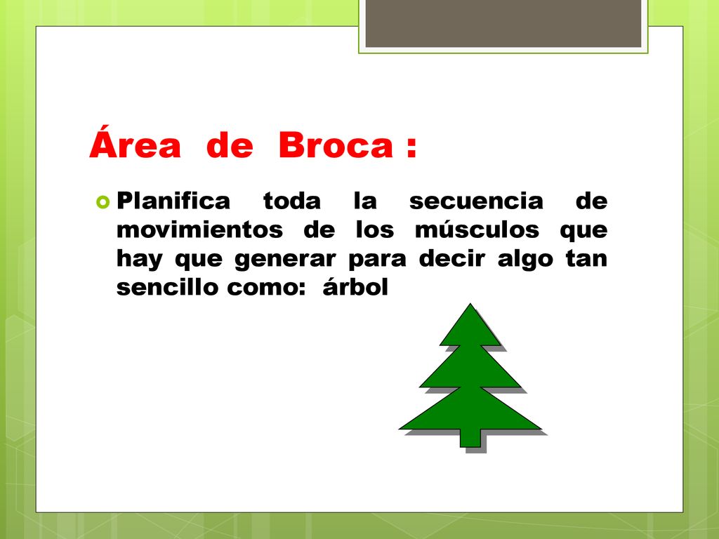 Área de Broca : Planifica toda la secuencia de movimientos de los músculos que hay que generar para decir algo tan sencillo como: árbol.