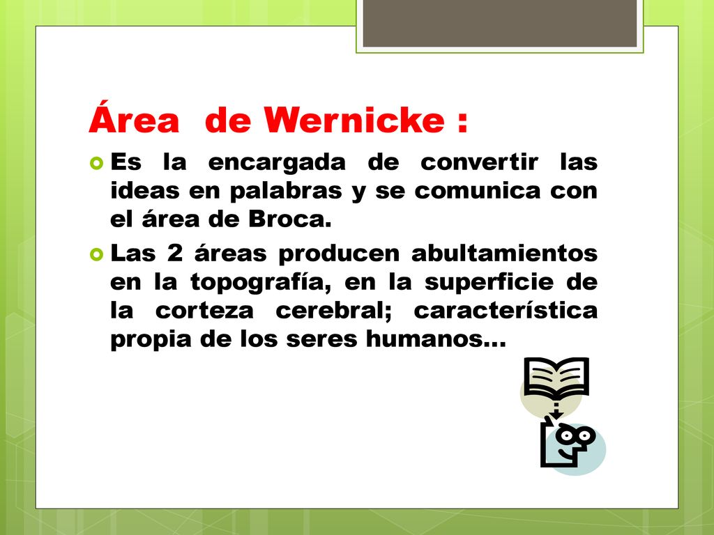 Área de Wernicke : Es la encargada de convertir las ideas en palabras y se comunica con el área de Broca.