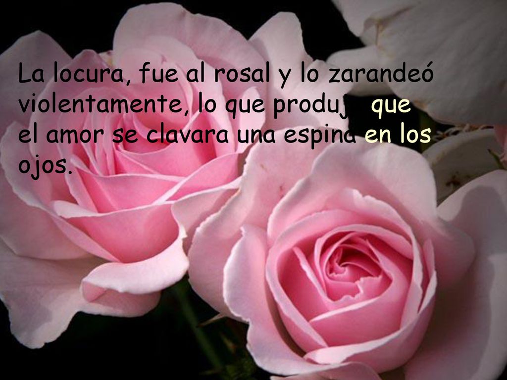 La locura, fue al rosal y lo zarandeó violentamente, lo que produjo que el amor se clavara una espina en los ojos.