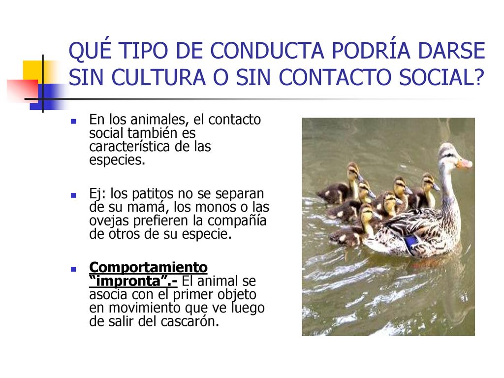 QUÉ TIPO DE CONDUCTA PODRÍA DARSE SIN CULTURA O SIN CONTACTO SOCIAL