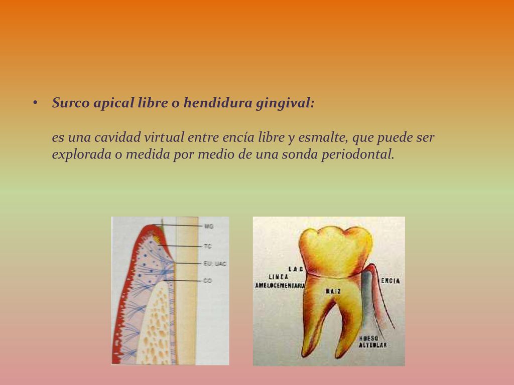Surco apical libre o hendidura gingival: es una cavidad virtual entre encía libre y esmalte, que puede ser explorada o medida por medio de una sonda periodontal.