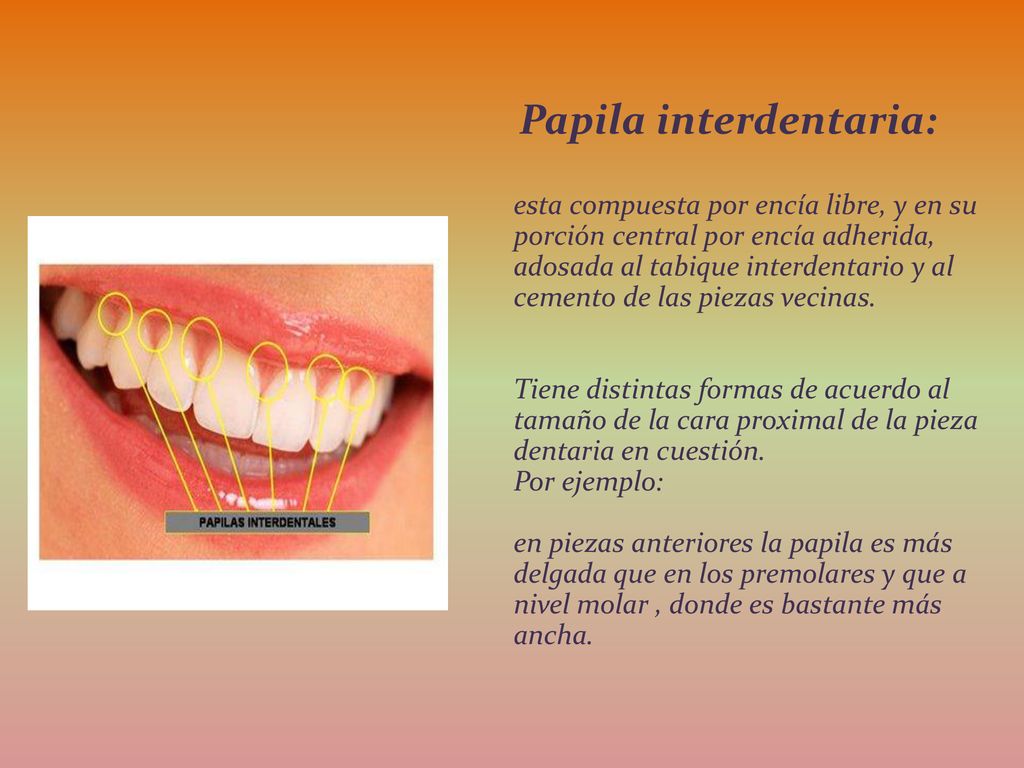 Papila interdentaria: esta compuesta por encía libre, y en su porción central por encía adherida, adosada al tabique interdentario y al cemento de las piezas vecinas.