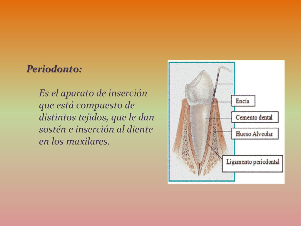 Periodonto: Es el aparato de inserción que está compuesto de distintos tejidos, que le dan sostén e inserción al diente en los maxilares.