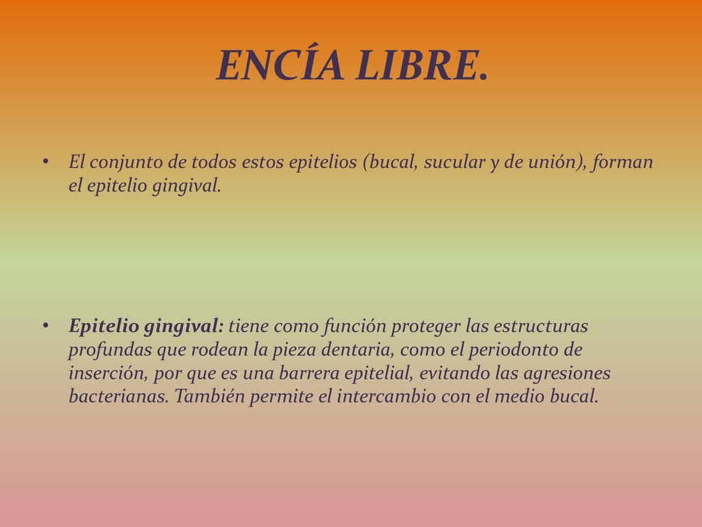 ENCÍA LIBRE. El conjunto de todos estos epitelios (bucal, sucular y de unión), forman el epitelio gingival.