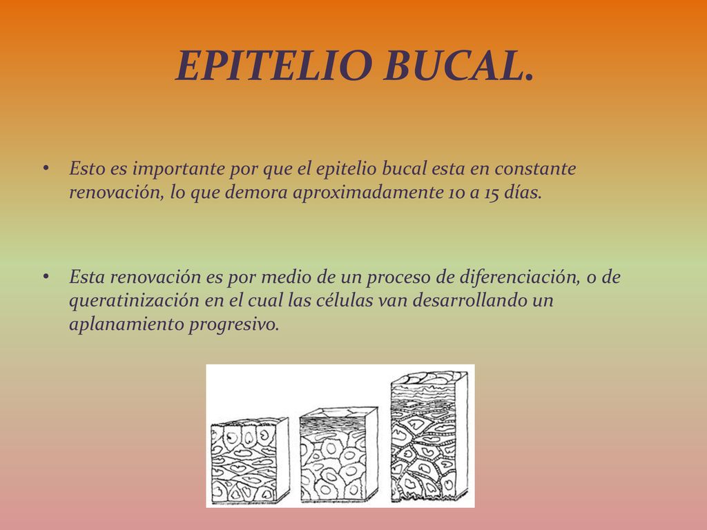 EPITELIO BUCAL. Esto es importante por que el epitelio bucal esta en constante renovación, lo que demora aproximadamente 10 a 15 días.