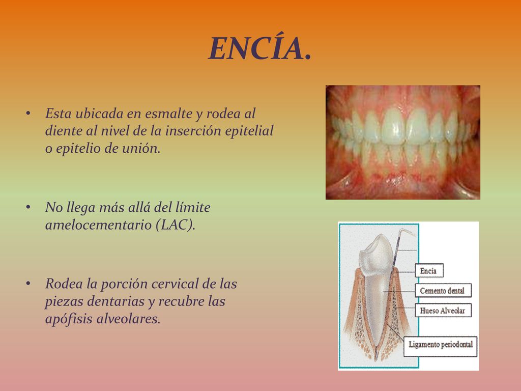 ENCÍA. Esta ubicada en esmalte y rodea al diente al nivel de la inserción epitelial o epitelio de unión.