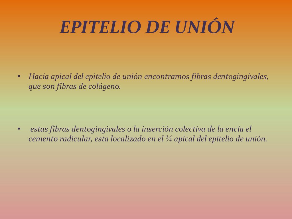 Epitelio de unión Hacia apical del epitelio de unión encontramos fibras dentogingivales, que son fibras de colágeno.