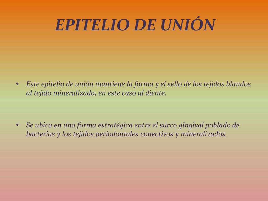 Epitelio de unión Este epitelio de unión mantiene la forma y el sello de los tejidos blandos al tejido mineralizado, en este caso al diente.
