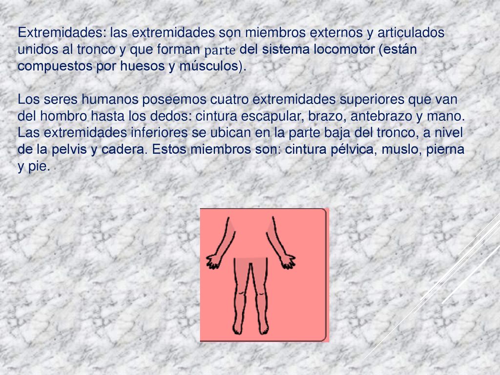 Extremidades: las extremidades son miembros externos y articulados unidos al tronco y que forman parte del sistema locomotor (están compuestos por huesos y músculos).