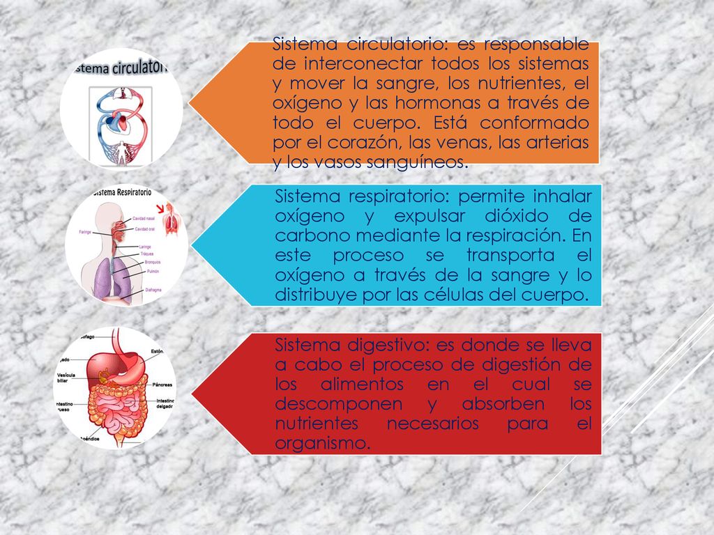 Sistema circulatorio: es responsable de interconectar todos los sistemas y mover la sangre, los nutrientes, el oxígeno y las hormonas a través de todo el cuerpo. Está conformado por el corazón, las venas, las arterias y los vasos sanguíneos.