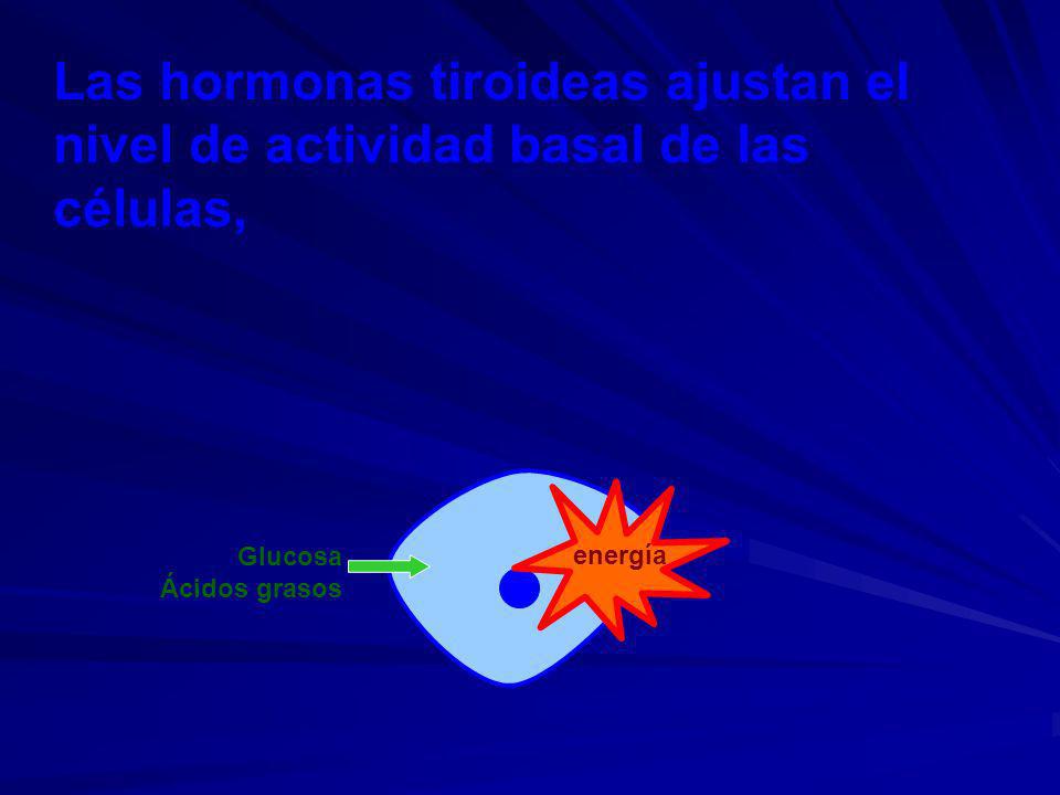 Las hormonas tiroideas ajustan el nivel de actividad basal de las células,