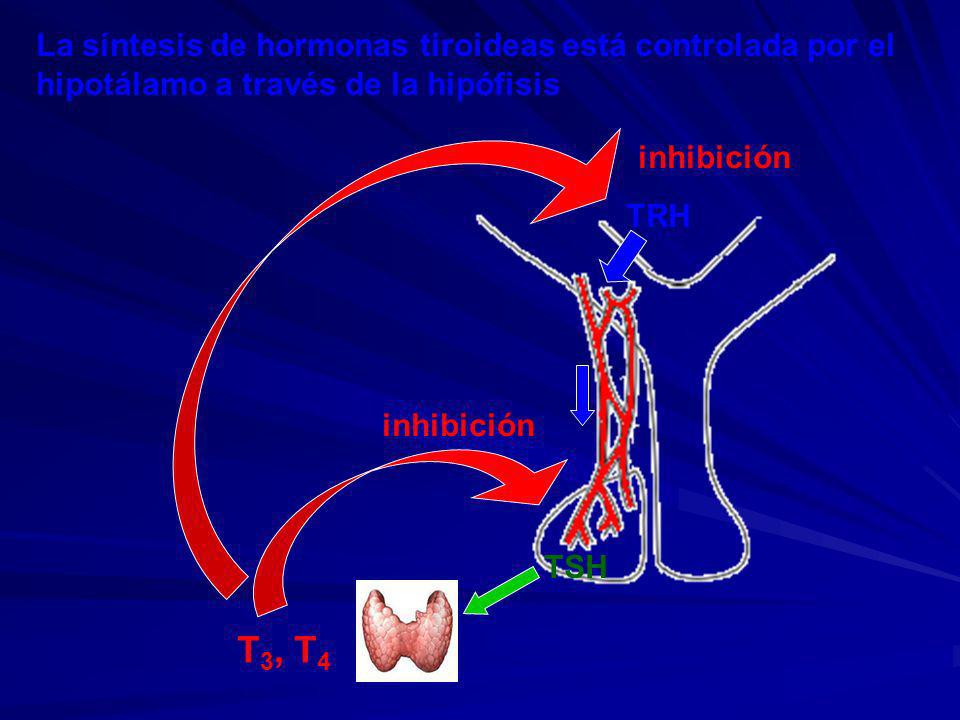 La síntesis de hormonas tiroideas está controlada por el hipotálamo a través de la hipófisis