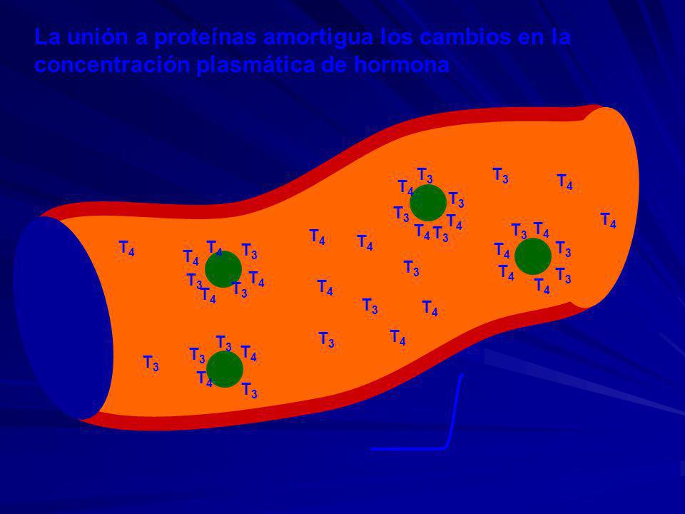 La unión a proteínas amortigua los cambios en la concentración plasmática de hormona